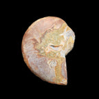 Ammonite 41-47mm 12-13g in sunlight - Rocks and Things Store