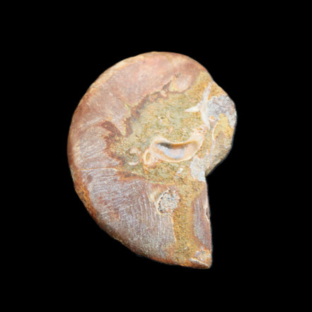 Ammonite 41-47mm 12-13g in sunlight - Rocks and Things Store