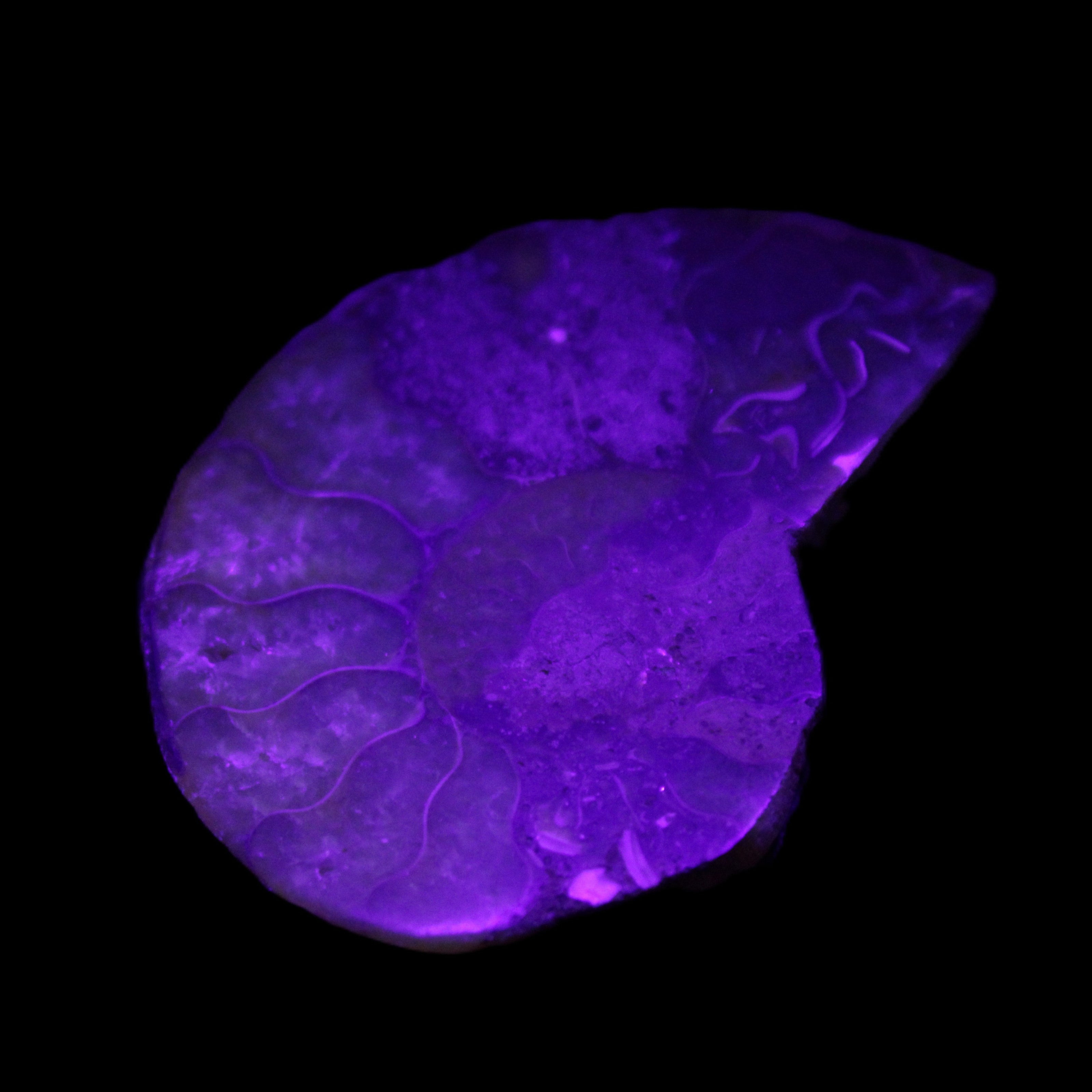 Ammonite 41-47mm 12-13g in UV light