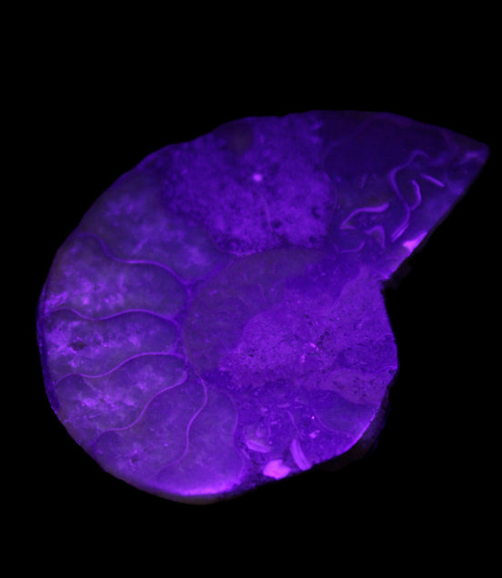 Ammonite 41-47mm 12-13g in UV light