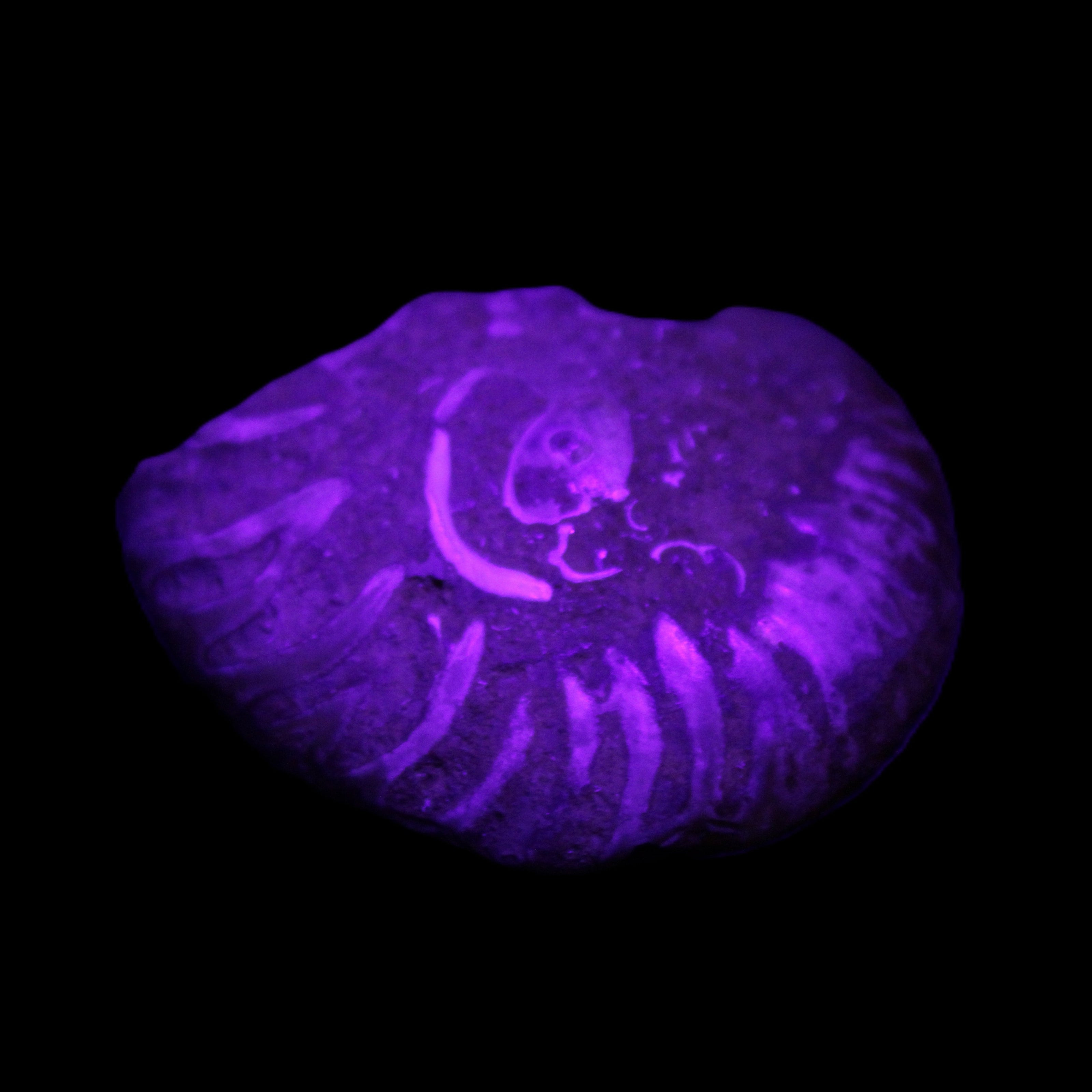 Ammonite 41-47mm 12-13g in UV light - Rocks and Things Store