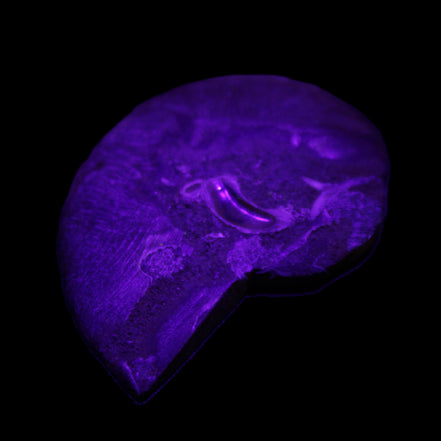 Ammonite 41-47mm 12-13g in UV light - Rocks and Things Store