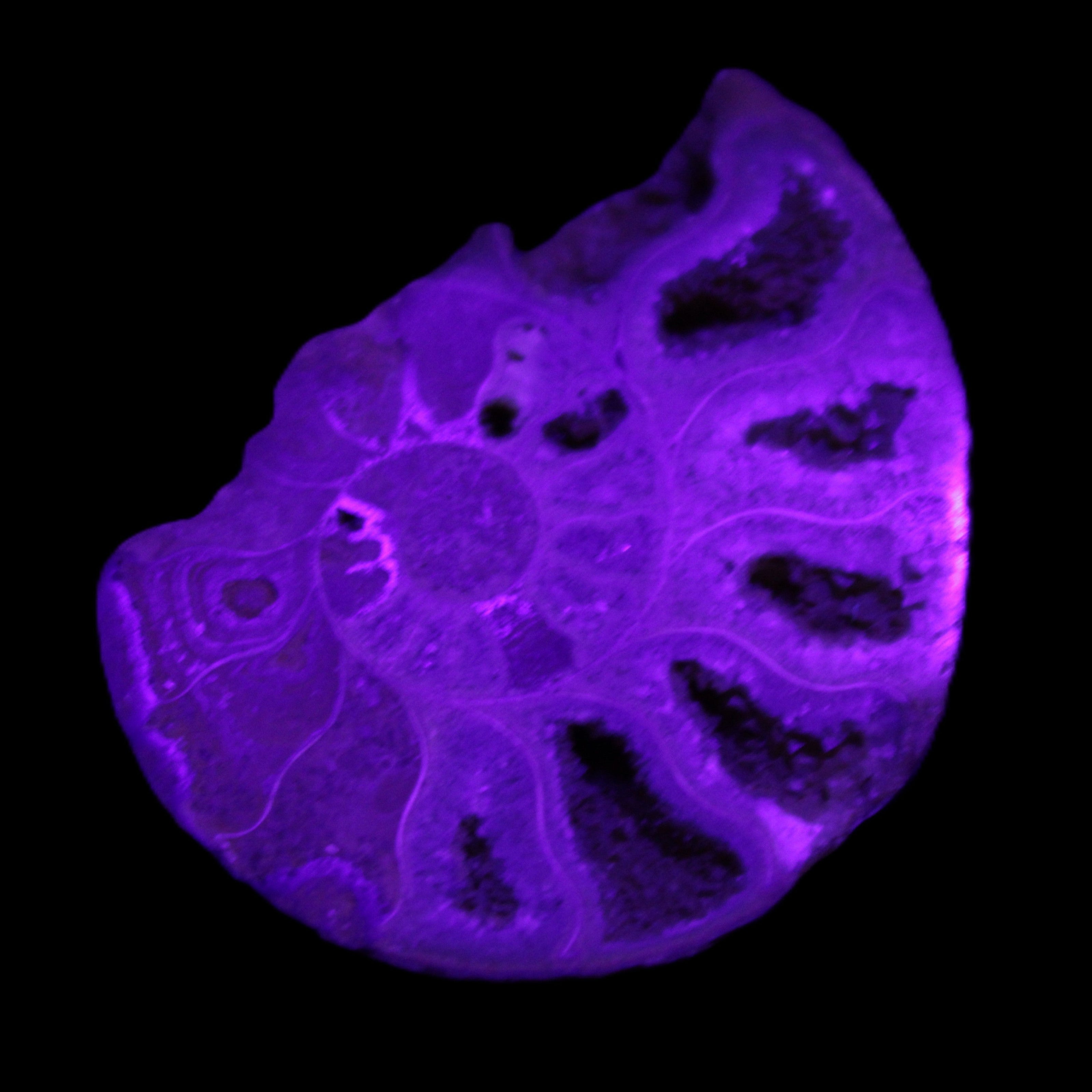 Ammonite 41-47mm 12-13g in UV light - Rocks and Things Store