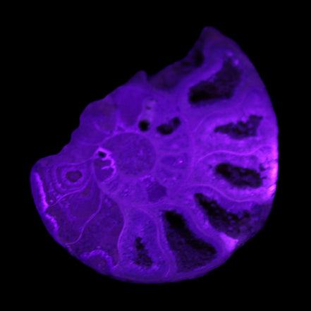Ammonite 41-47mm 12-13g in UV light - Rocks and Things Store