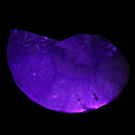 Ammonite 41-47mm 12-13g in UV light - Rocks and Things Store