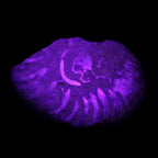 Ammonite 41-47mm 12-13g in UV light - Rocks and Things Store