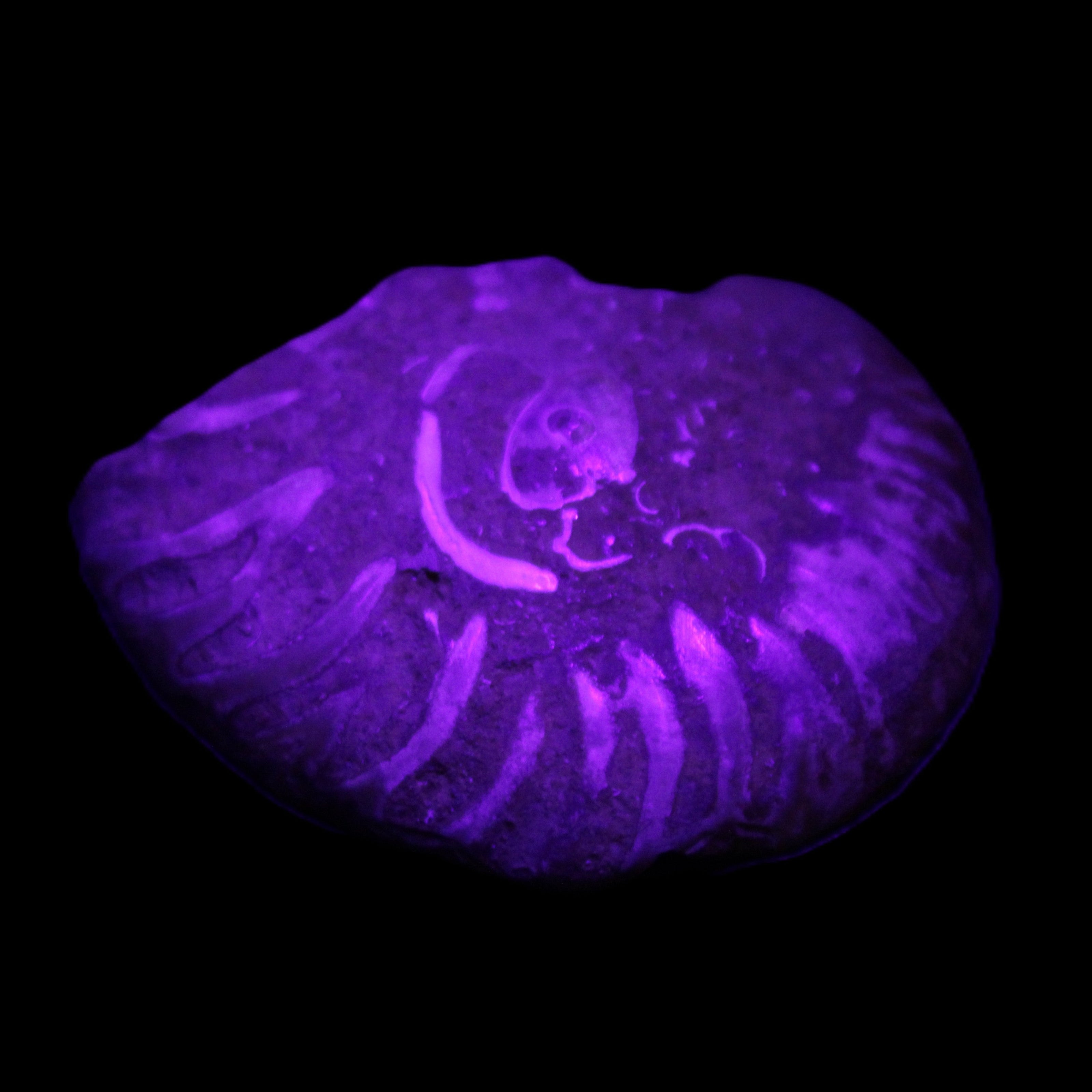 Ammonite 41-47mm 12-13g in UV light - Rocks and Things Store