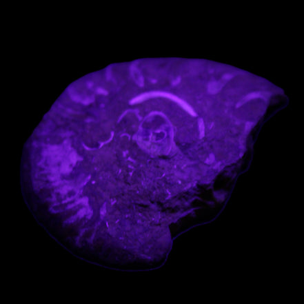 Ammonite 41-47mm 12-13g in UV light - Rocks and Things Store