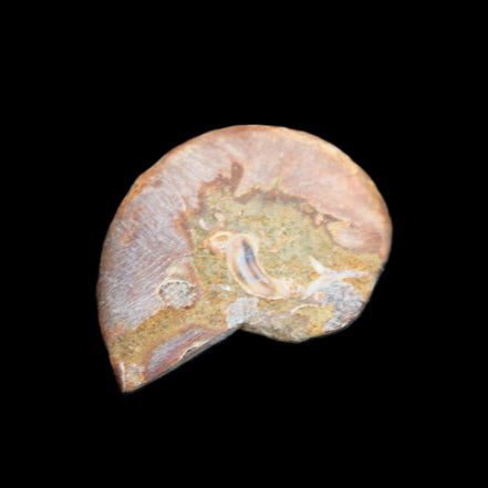 Ammonite 41-47mm 12-13g in sunlight - Rocks and Things Store