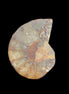 Ammonite 41-47mm 12-13g in sunlight - Rocks and Things Store