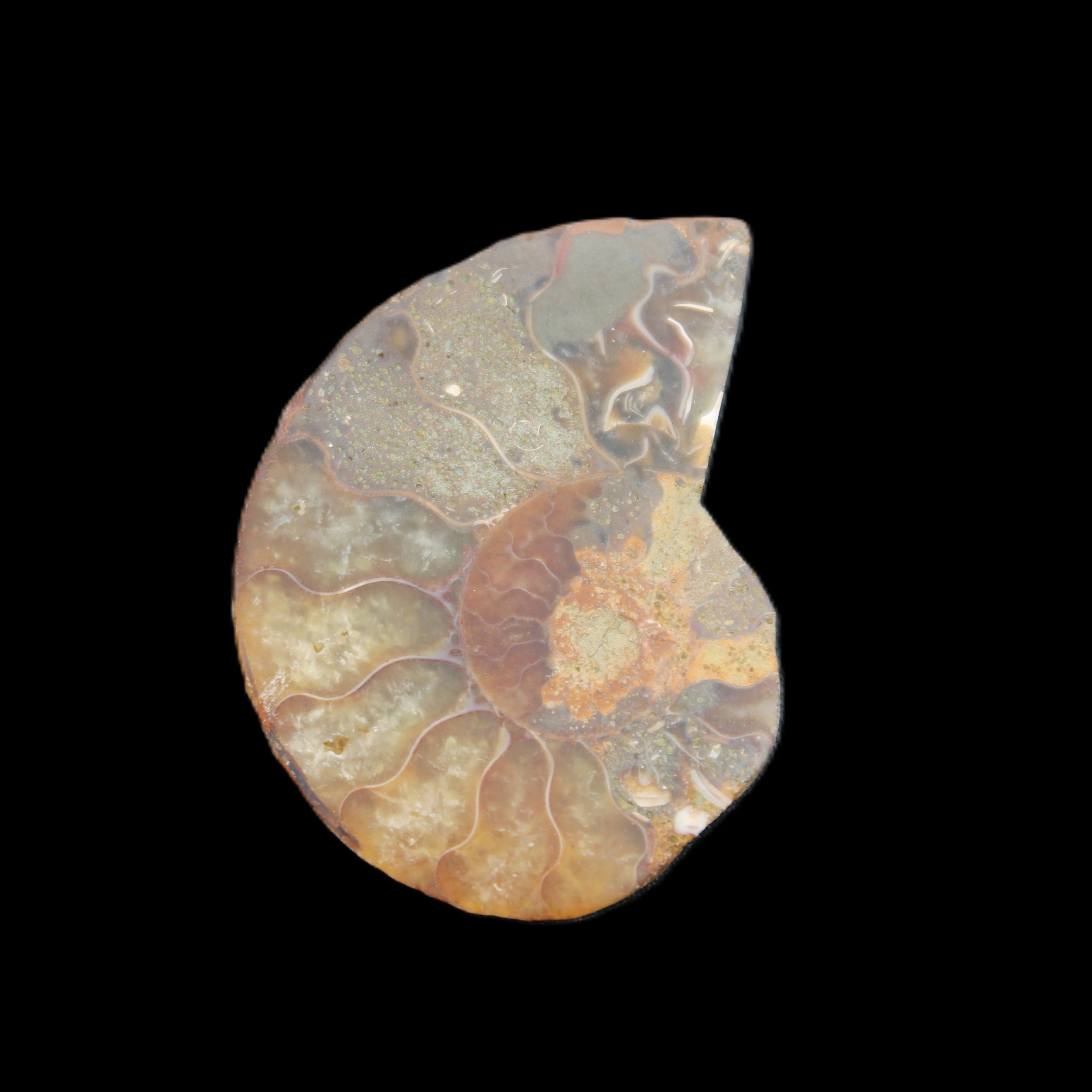 Ammonite 41-47mm 12-13g in sunlight - Rocks and Things Store