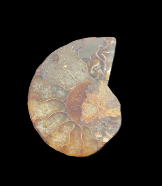 Ammonite 41-47mm 12-13g in sunlight - Rocks and Things Store