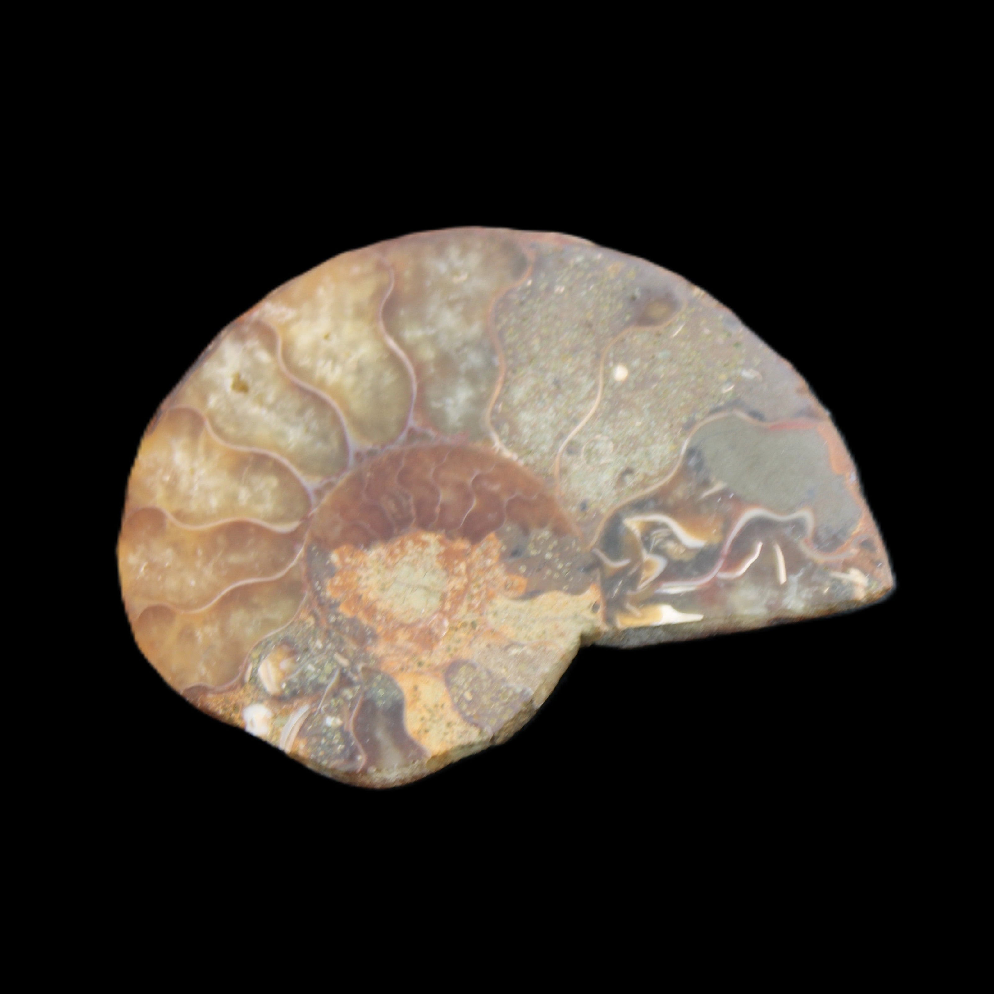 Ammonite 41-47mm 12-13g in sunlight - Rocks and Things Store