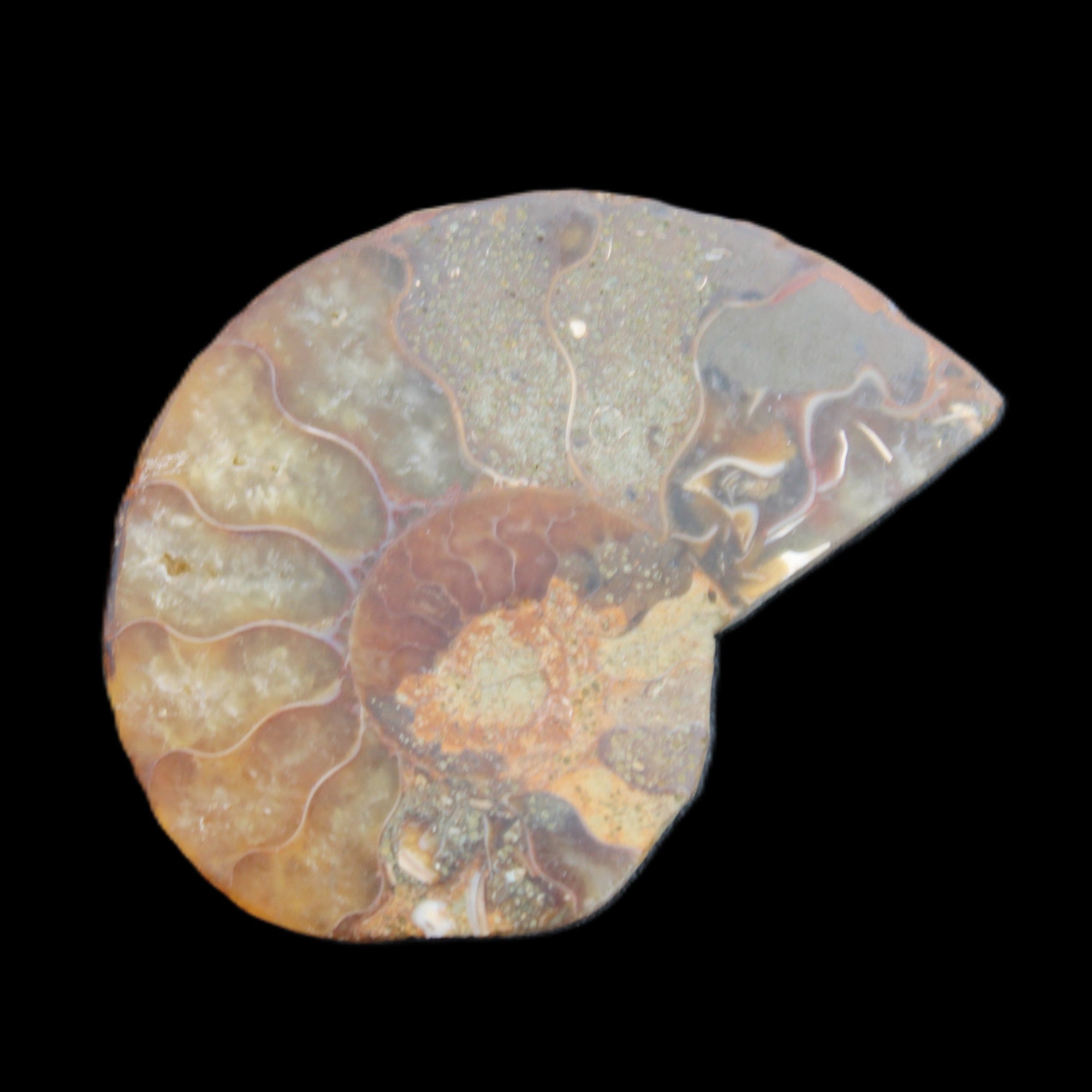 Ammonite 41-47mm 12-13g in sunlight - Rocks and Things Store
