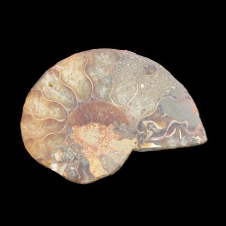 Ammonite 41-47mm 12-13g in sunlight - Rocks and Things Store