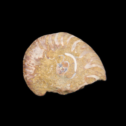 Ammonite 41-47mm 12-13g in sunlight - Rocks and Things Store