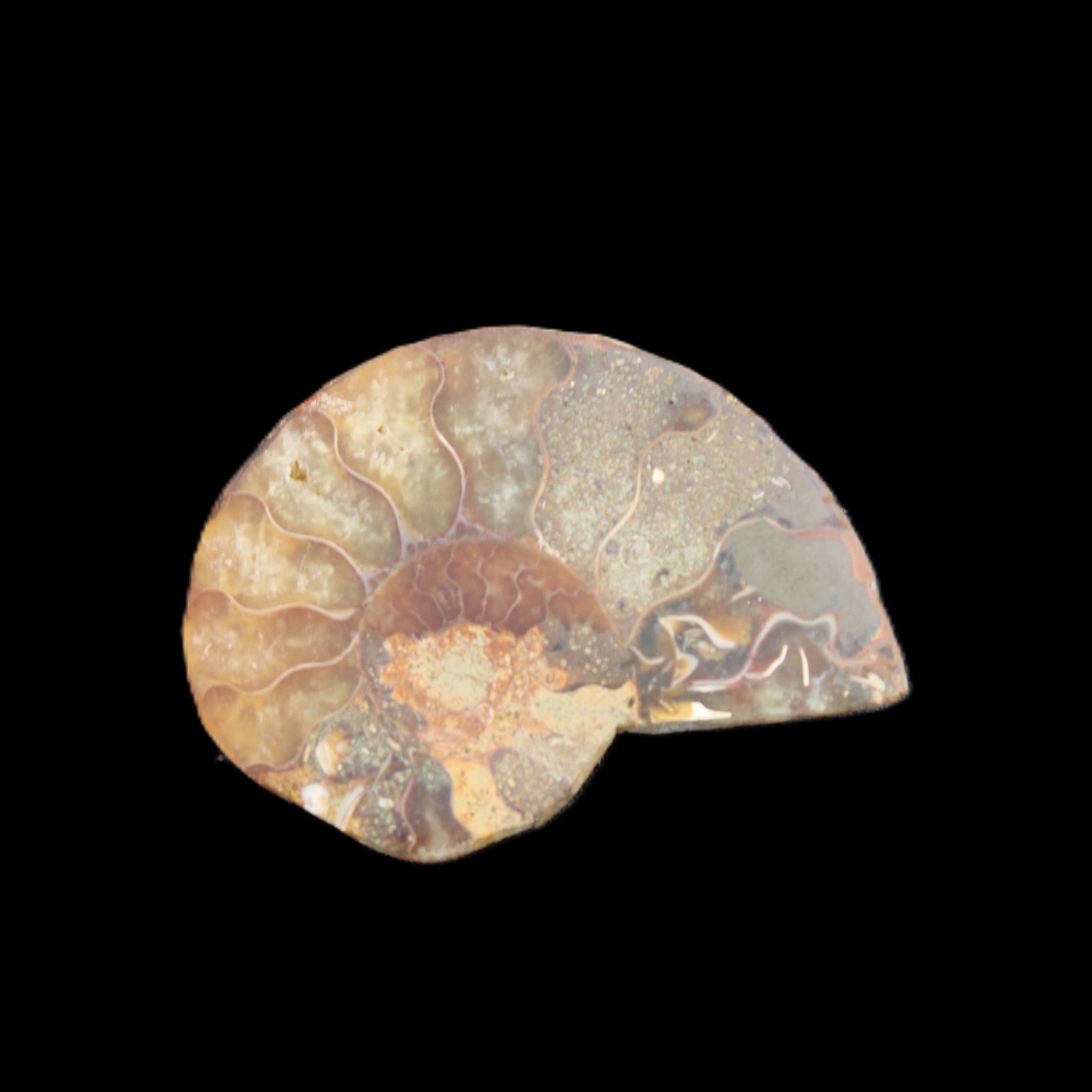 Ammonite 41-47mm 12-13g in sunlight - Rocks and Things Store
