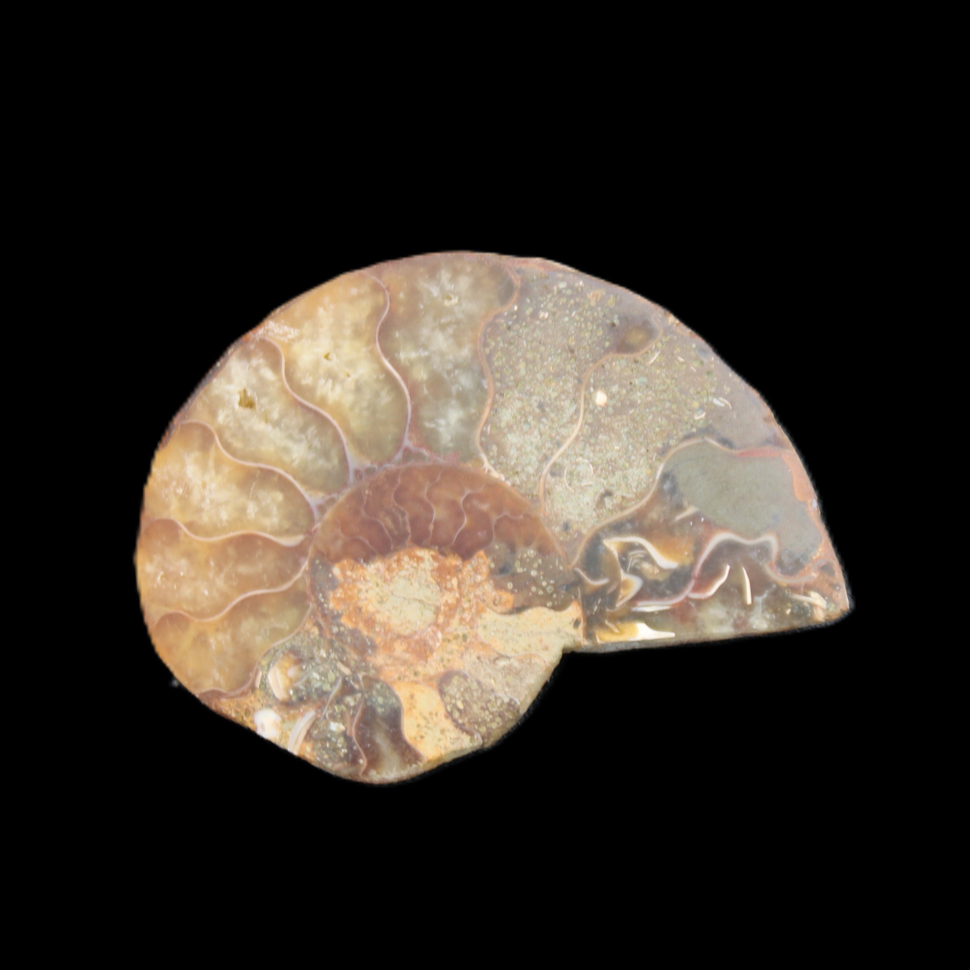 Ammonite 41-47mm 12-13g in sunlight - Rocks and Things Store