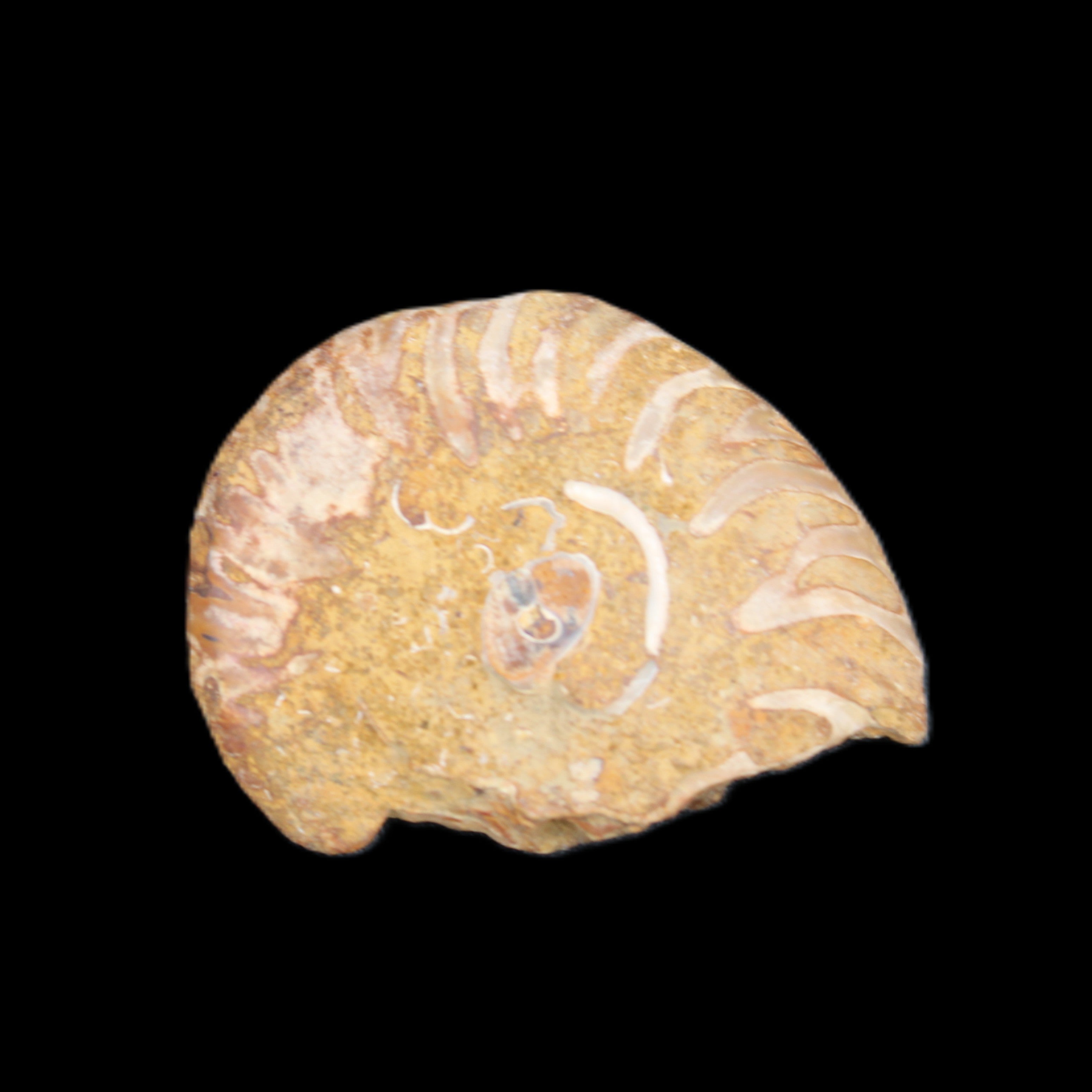 Ammonite 41-47mm 12-13g in sunlight - Rocks and Things Store