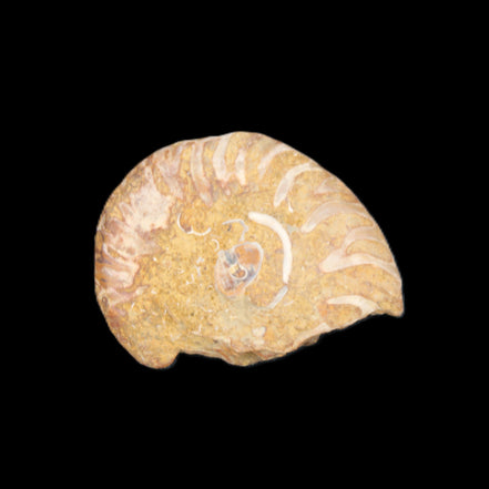Ammonite 41-47mm 12-13g in sunlight - Rocks and Things Store
