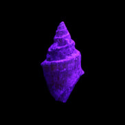 Orthoceras fossils from Morocco 22-30mm 4-5g in UV light - Rocks and Things Store