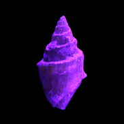 Orthoceras fossils from Morocco 22-30mm 4-5g in UV light - Rocks and Things Store