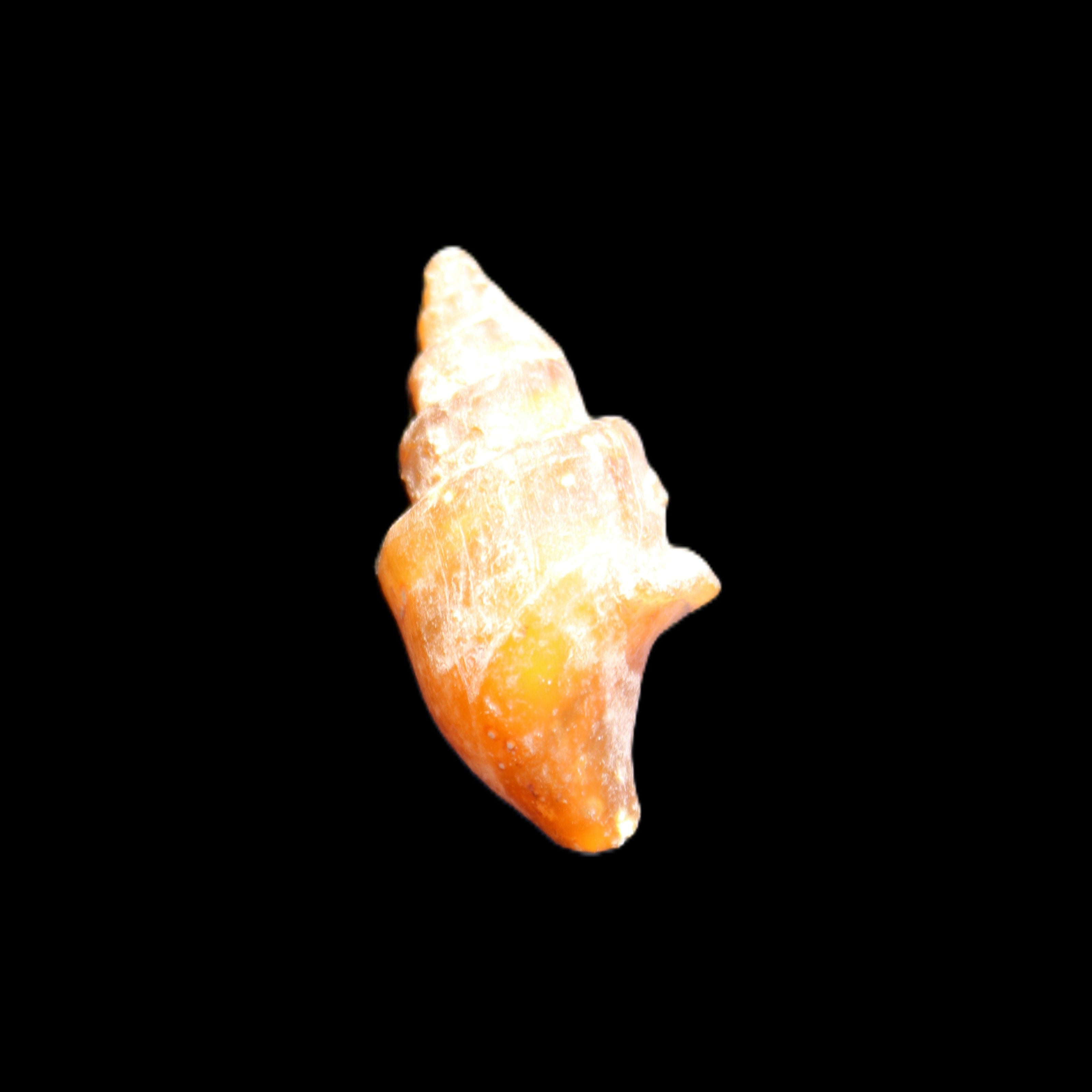 Orthoceras fossils from Morocco 22-30mm 4-5g in sunlight - Rocks and Things Store