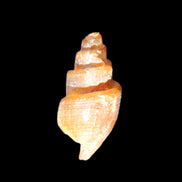 Orthoceras fossils from Morocco 22-30mm 4-5g in sunlight - Rocks and Things Store