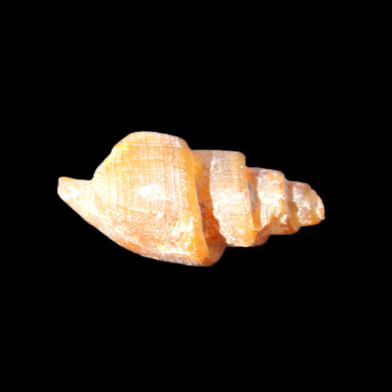 Orthoceras fossils from Morocco 22-30mm 4-5g in sunlight - Rocks and Things Store