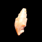 Orthoceras fossils from Morocco 22-30mm 4-5g in sunlight - Rocks and Things Store