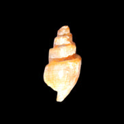 Orthoceras fossils from Morocco 22-30mm 4-5g in sunlight - Rocks and Things Store