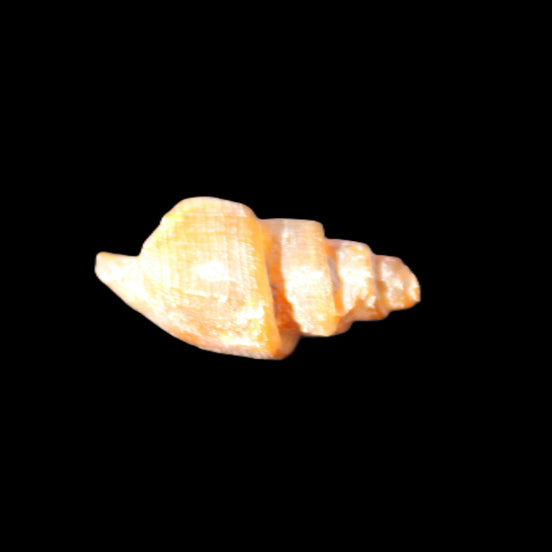 Orthoceras fossils from Morocco 22-30mm 4-5g in sunlight - Rocks and Things Store