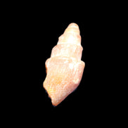 Orthoceras fossils from Morocco 22-30mm 4-5g in sunlight - Rocks and Things Store