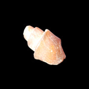 Orthoceras fossils from Morocco 22-30mm 4-5g in sunlight - Rocks and Things Store