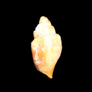 Orthoceras fossils from Morocco 22-30mm 4-5g in sunlight - Rocks and Things Store