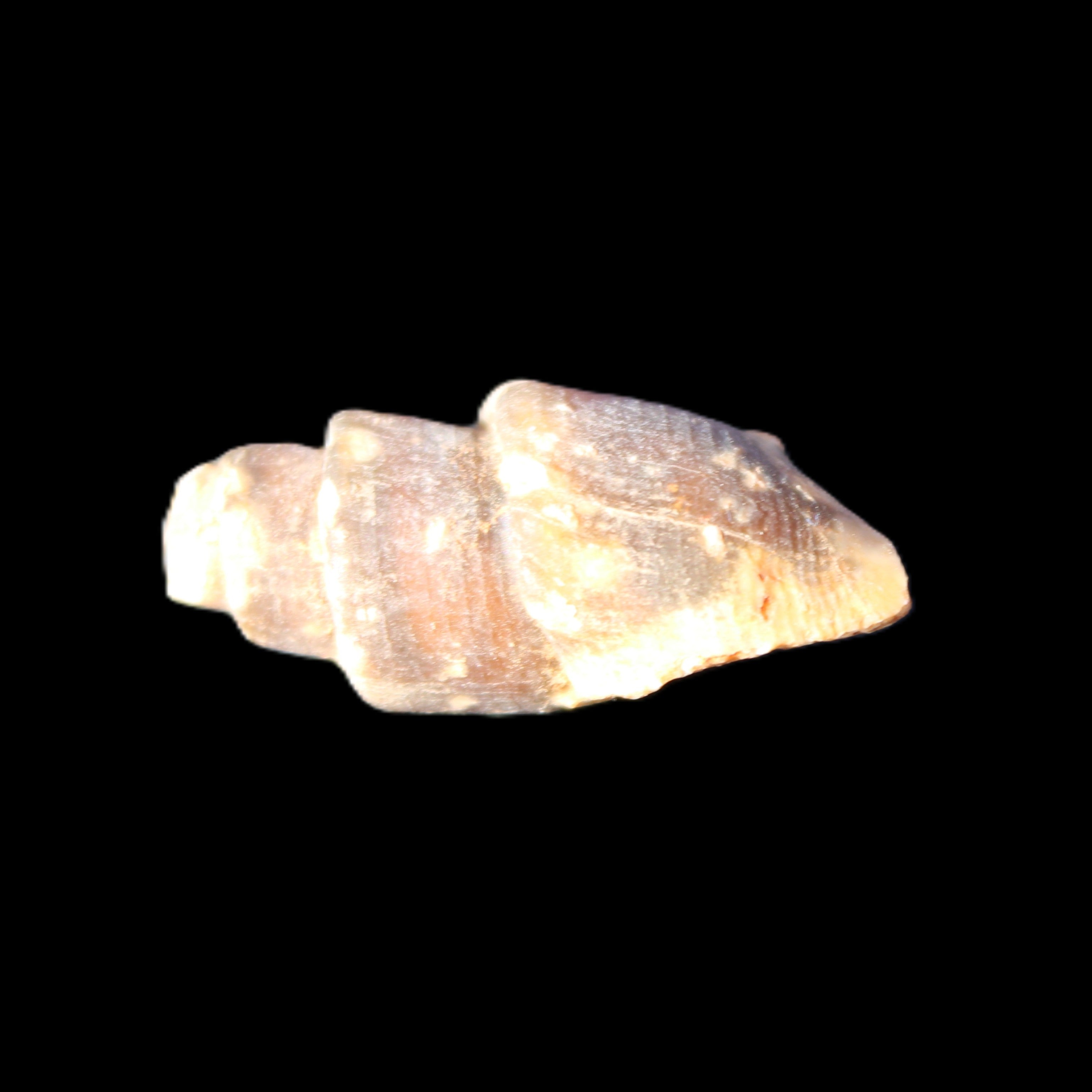 Orthoceras fossils from Morocco 22-30mm 4-5g in sunlight - Rocks and Things Store