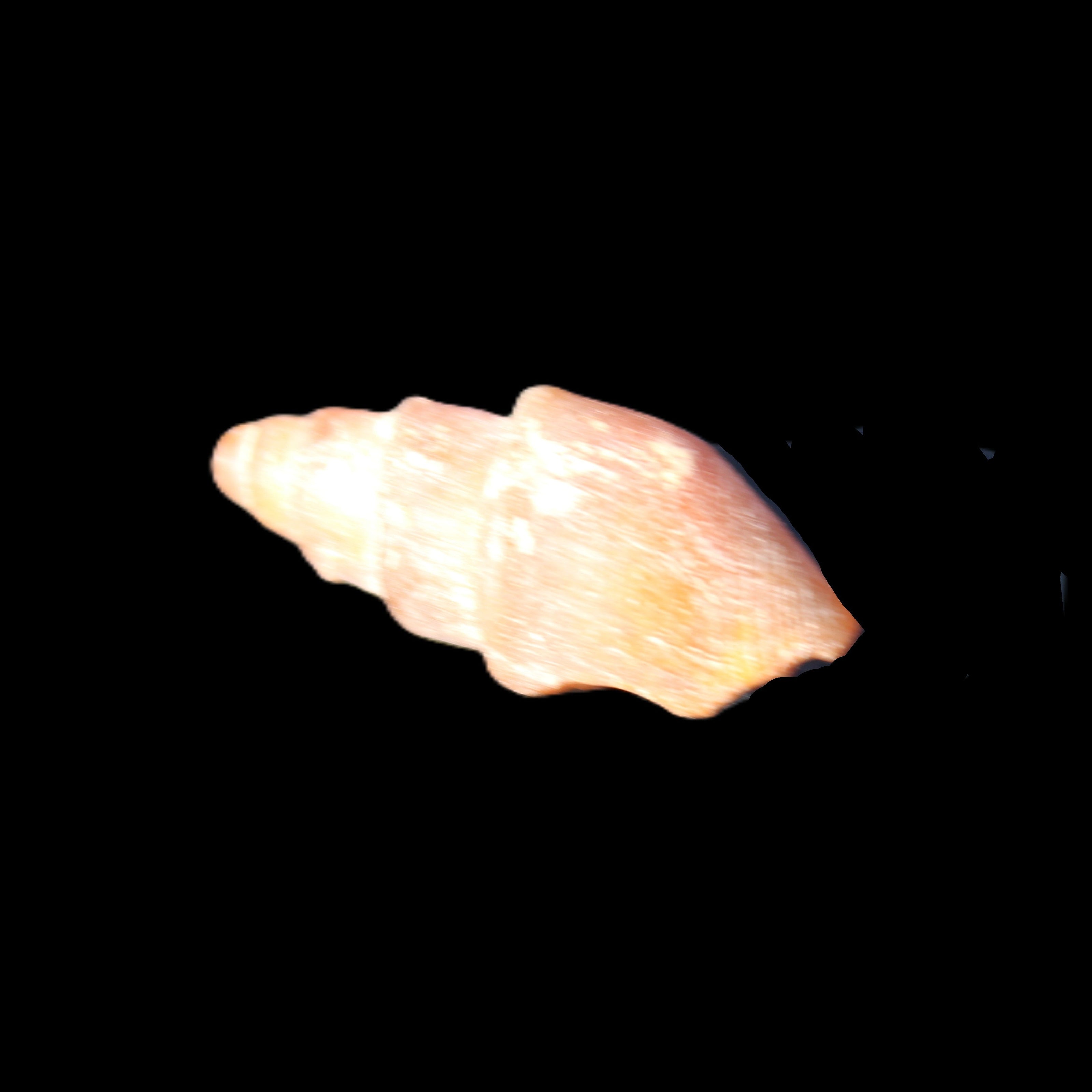 Orthoceras fossils from Morocco 22-30mm 4-5g in sunlight - Rocks and Things Store