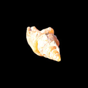 Orthoceras fossils from Morocco 22-30mm 4-5g in sunlight - Rocks and Things Store