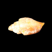 Orthoceras fossils from Morocco 22-30mm 4-5g in sunlight - Rocks and Things Store