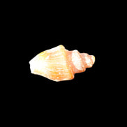 Orthoceras fossils from Morocco 22-30mm 4-5g in sunlight - Rocks and Things Store