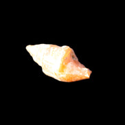 Orthoceras fossils from Morocco 22-30mm 4-5g in sunlight - Rocks and Things Store