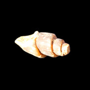 Orthoceras fossils from Morocco 22-30mm 4-5g in sunlight - Rocks and Things Store