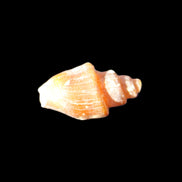 Orthoceras fossils from Morocco 22-30mm 4-5g in sunlight - Rocks and Things Store