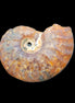 Ammonite section 32mm 4.6g in sunlight - Rocks and Things Store