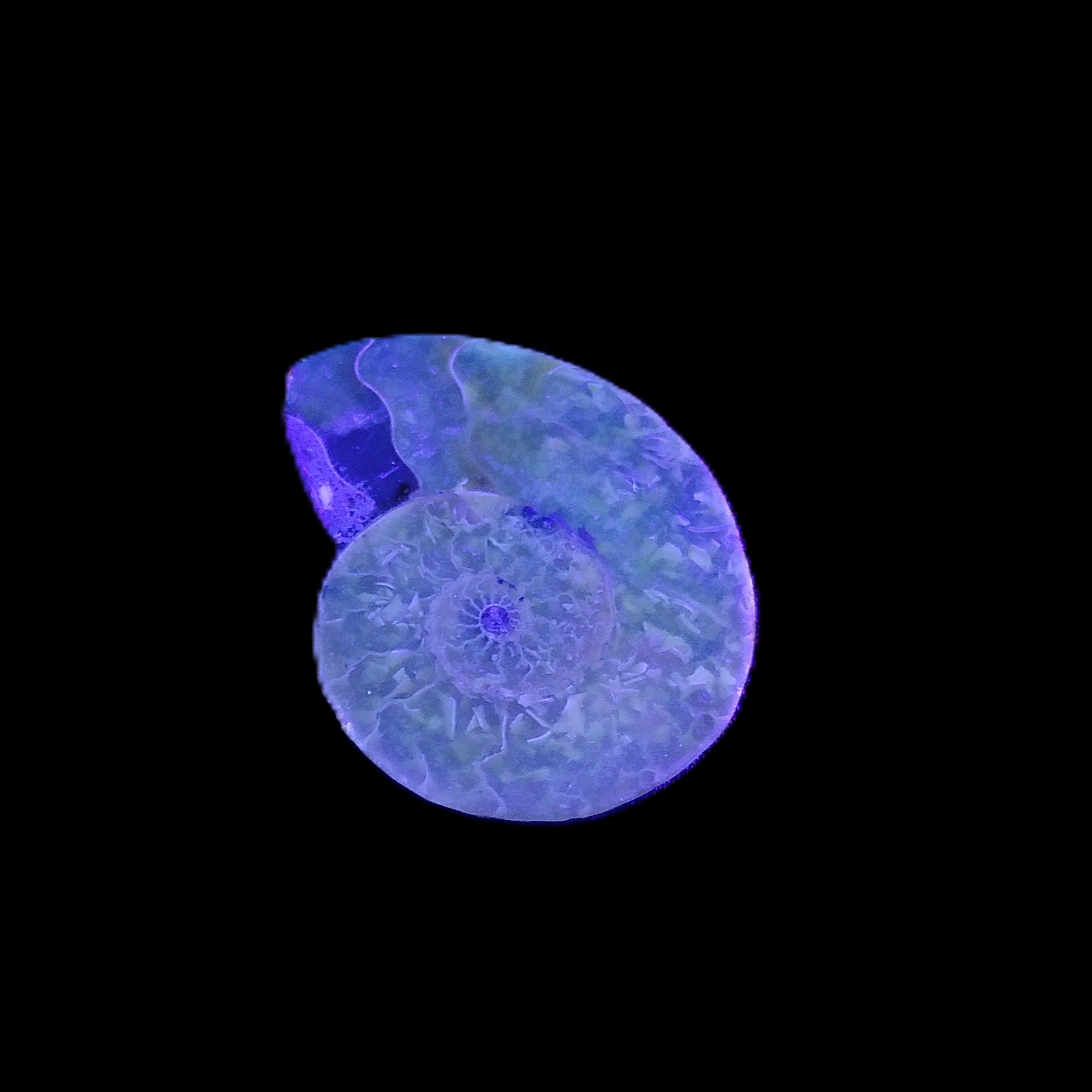 Ammonite section 32mm 4.6g in UV light - Rocks and Things Store