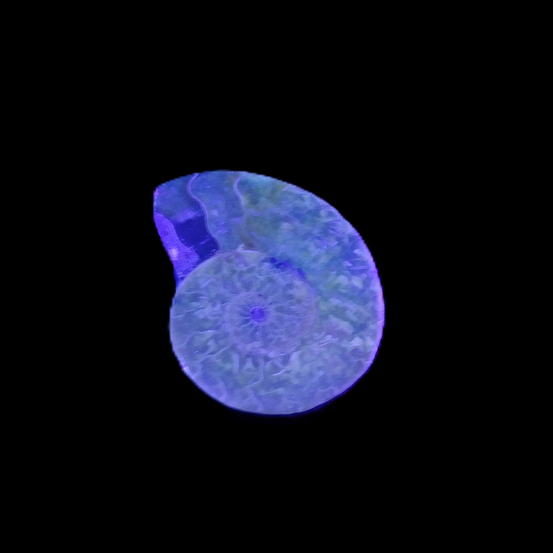 Ammonite section 32mm 4.6g in UV light - Rocks and Things Store