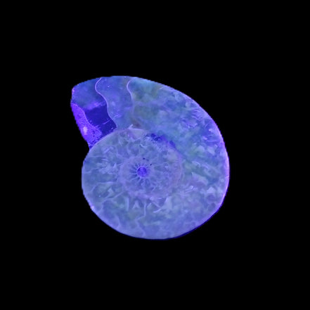 Ammonite section 32mm 4.6g in UV light - Rocks and Things Store