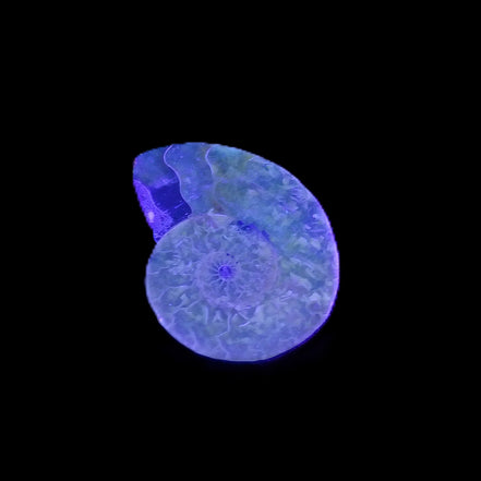 Ammonite section 32mm 4.6g in UV light - Rocks and Things Store