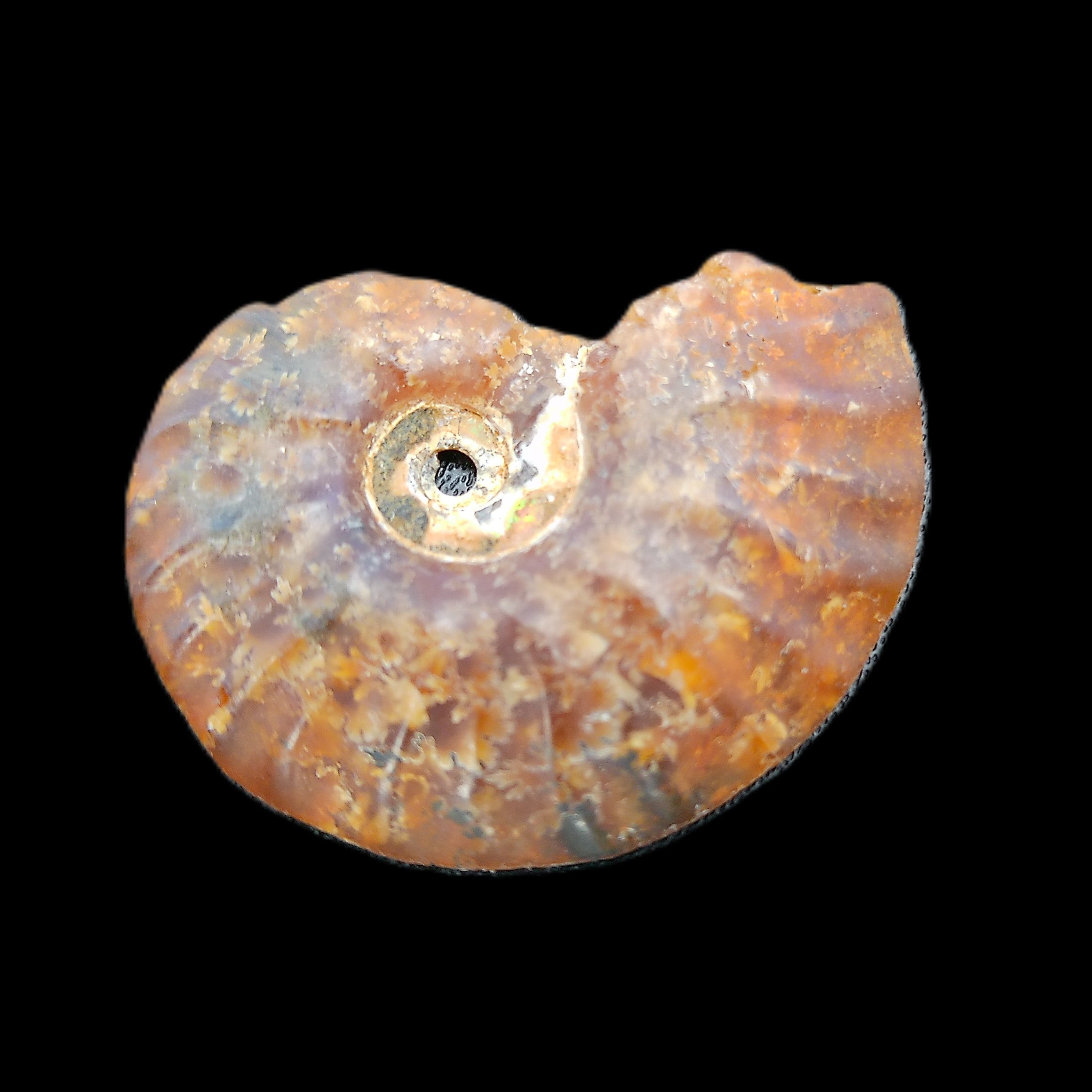 Ammonite section 32mm 4.6g in sunlight - Rocks and Things Store