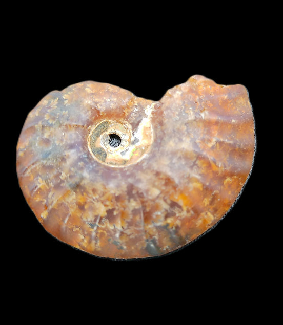 Ammonite section 32mm 4.6g in sunlight - Rocks and Things Store